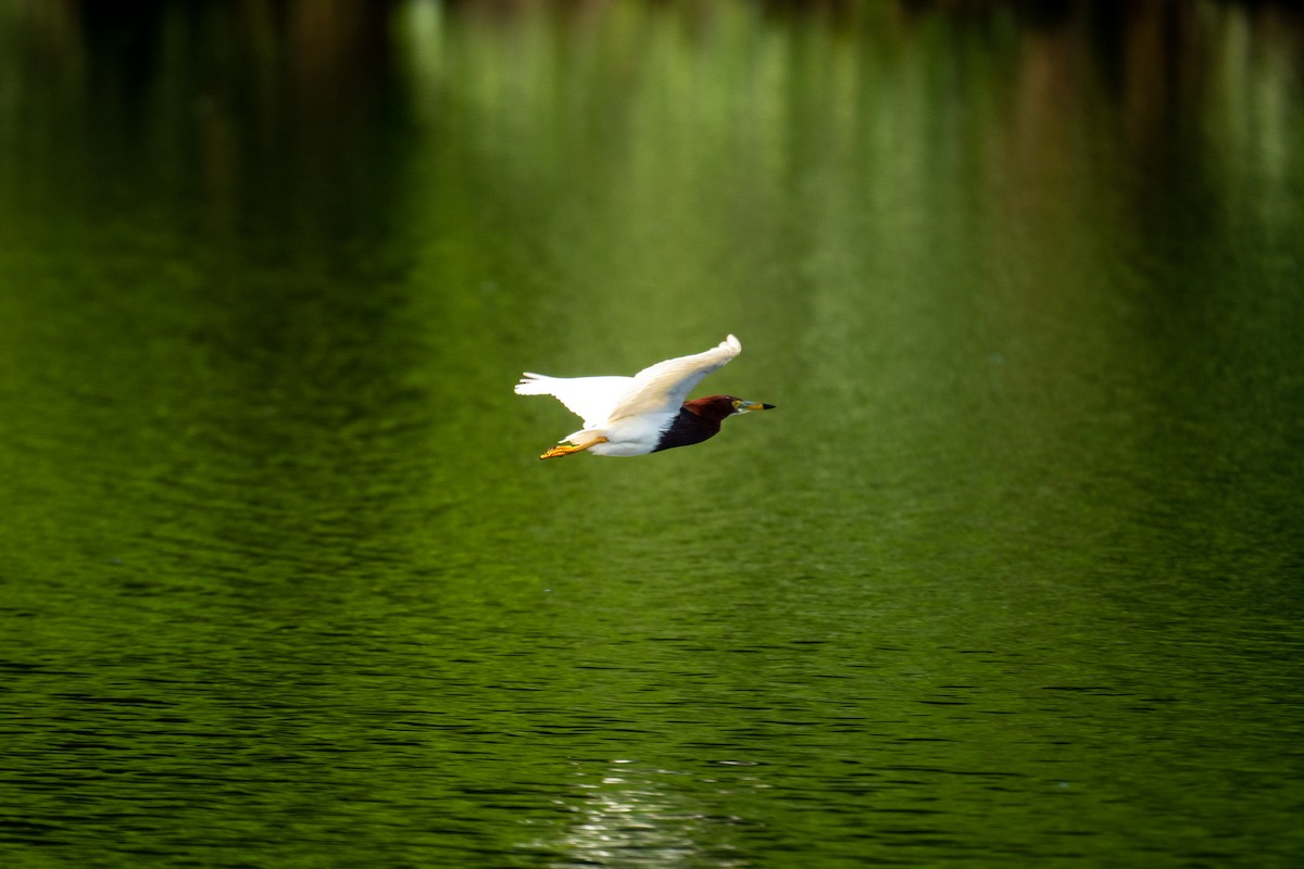 Chinese Pond-Heron - Shih-Hao Wang