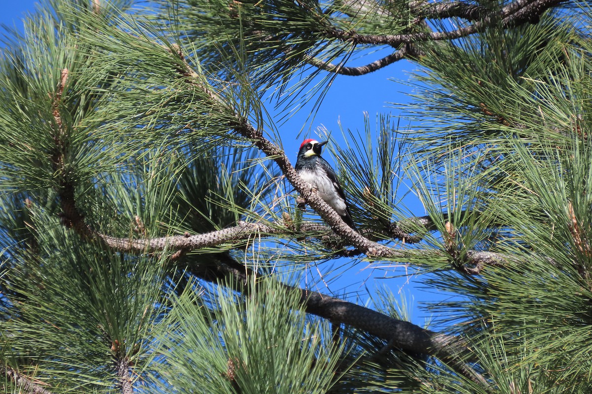 Acorn Woodpecker - Becky Turley