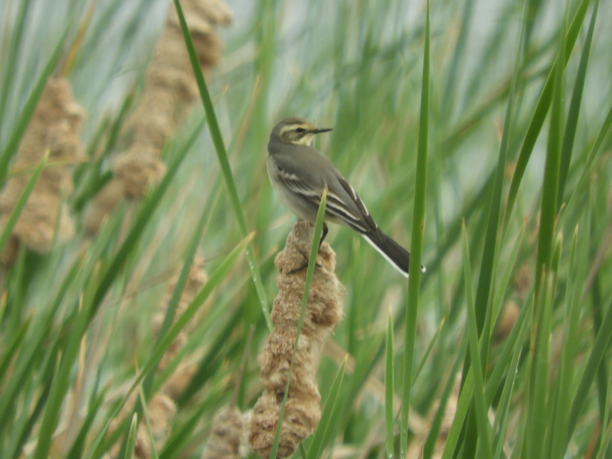 Citrine Wagtail - Mac  McCall