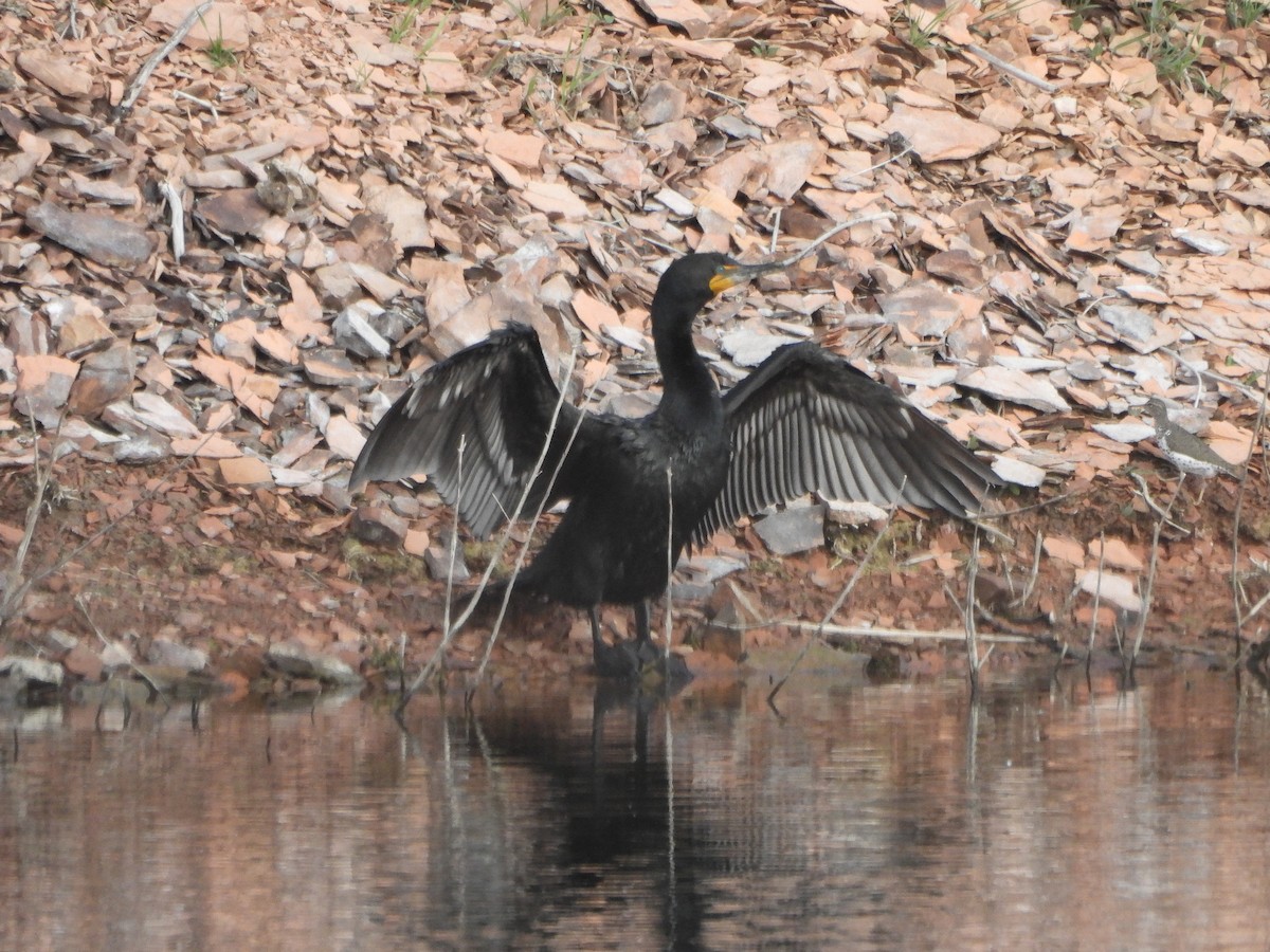 Double-crested Cormorant - Stephen Feldman