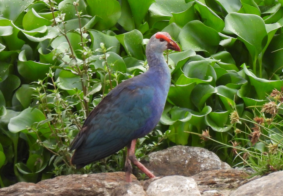 Gray-headed Swamphen - Bonda Sek