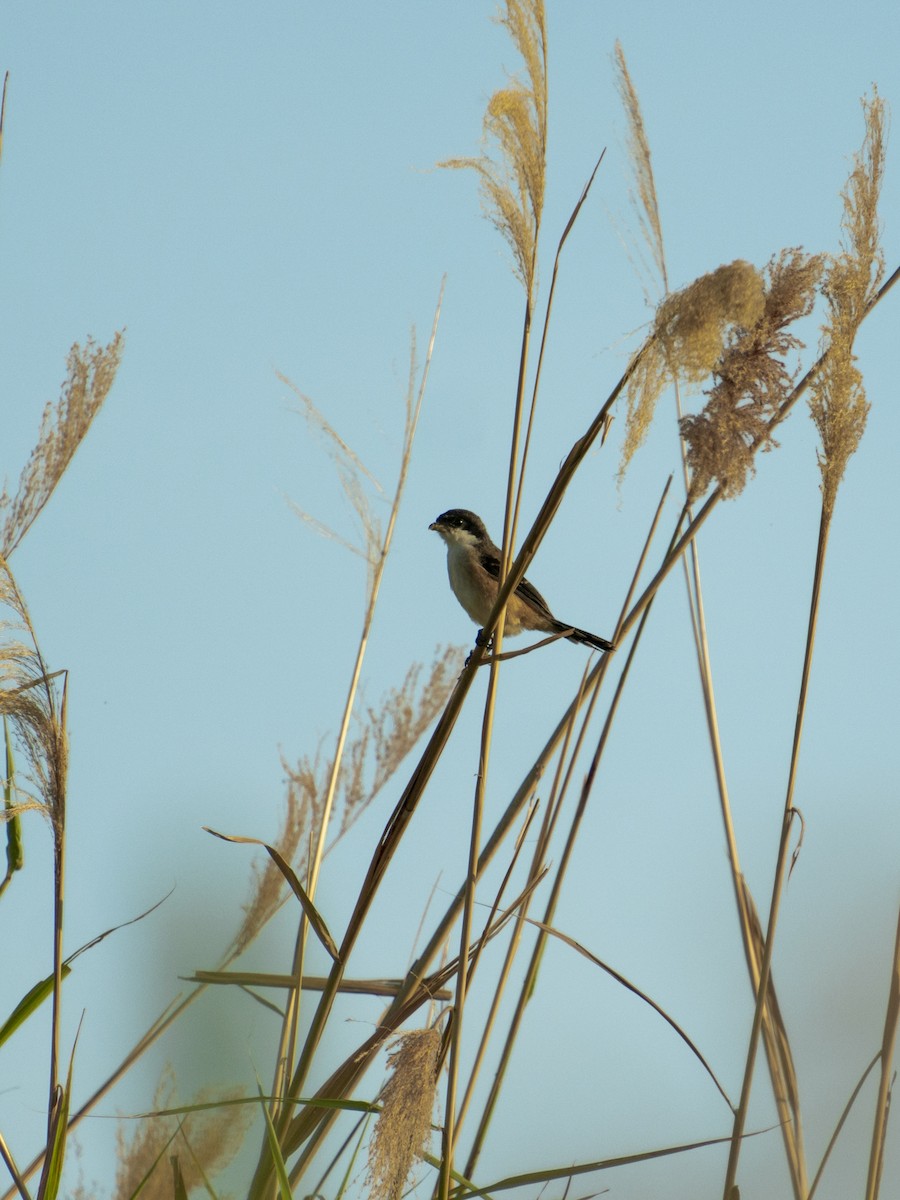 Long-tailed Shrike - John Michael Zante