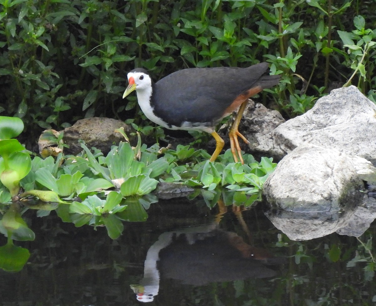 White-breasted Waterhen - Bonda Sek