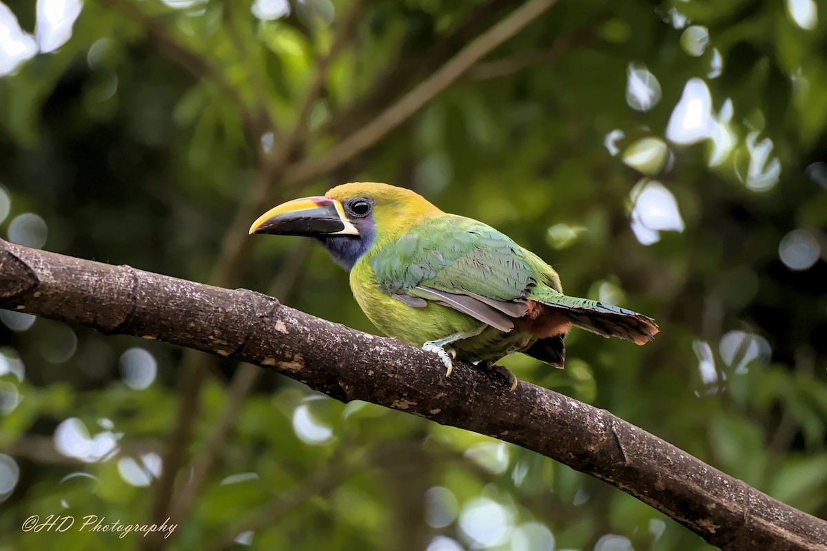 Northern Emerald-Toucanet - Hugues Debeyser