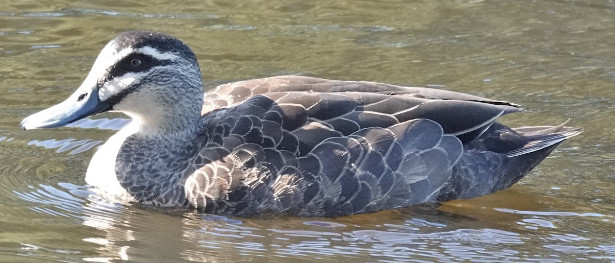 Pacific Black Duck - Alan Coates