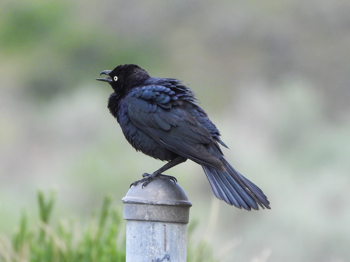 Brewer's Blackbird - ML619472662