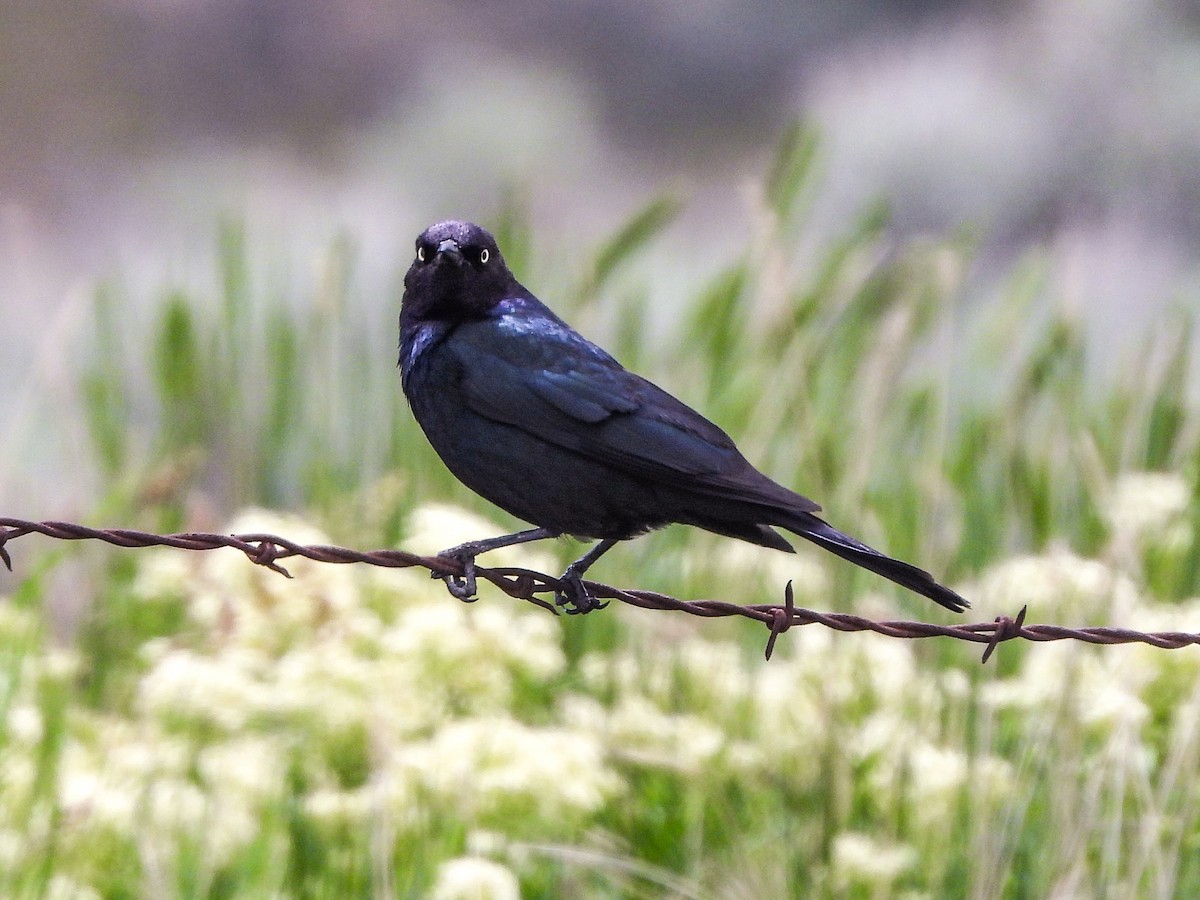 Brewer's Blackbird - ML619472663