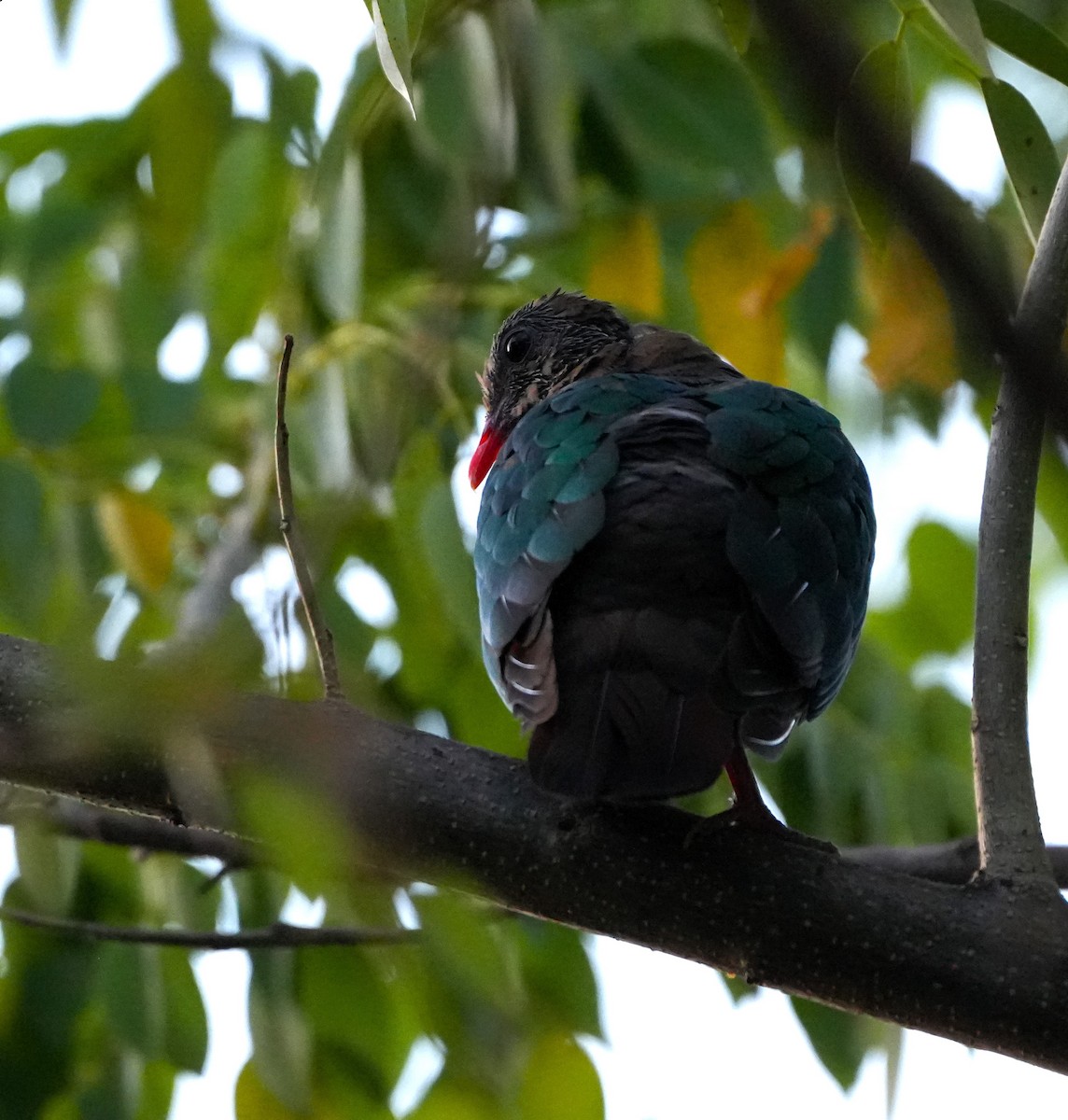 Pacific Emerald Dove - Sandy Gayasih