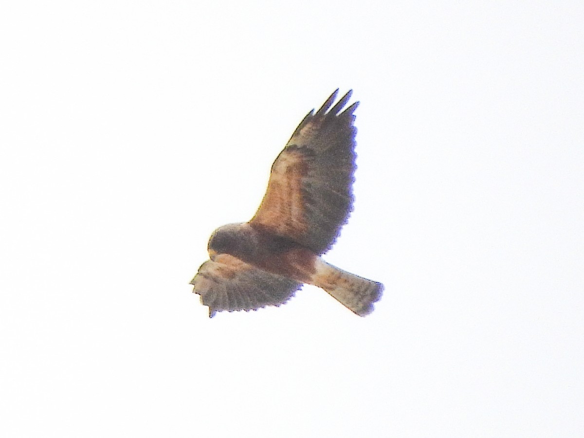 Swainson's Hawk - Tamara Aho