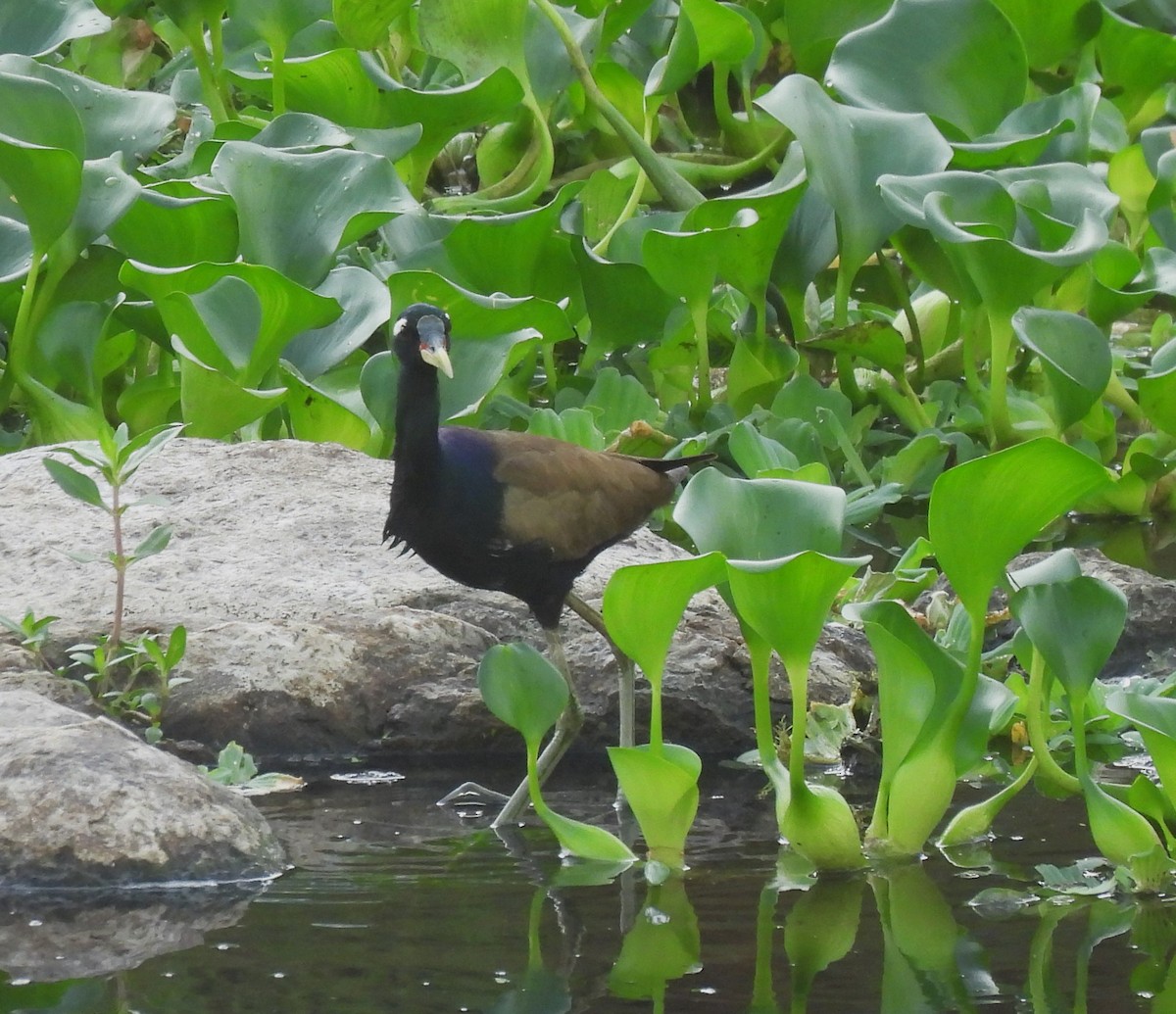 Bronze-winged Jacana - Bonda Sek