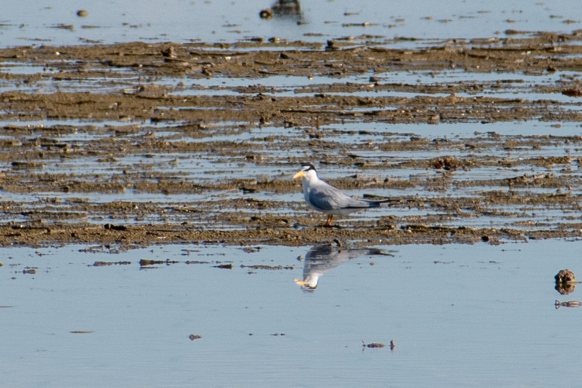 Least Tern - ML619472685