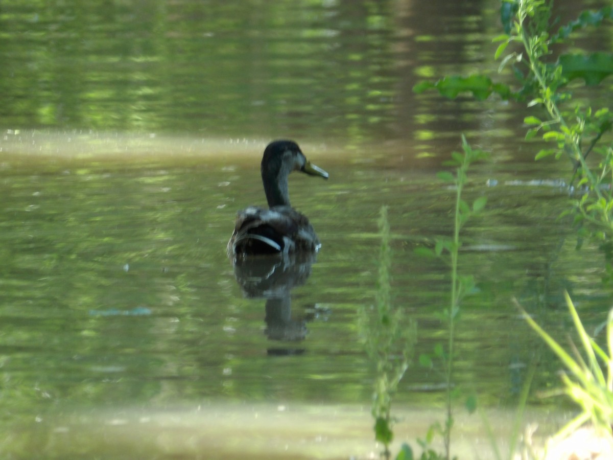 Mallard - Josh Emms