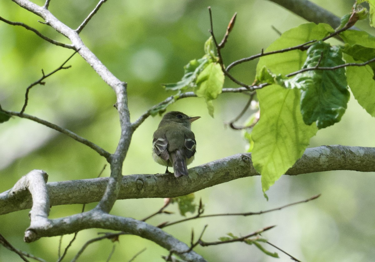 Acadian Flycatcher - Christopher Veale