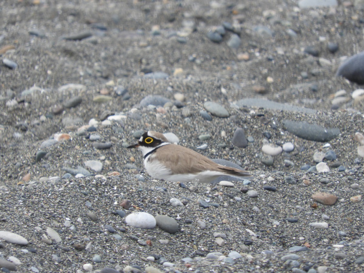 Little Ringed Plover - Mac  McCall