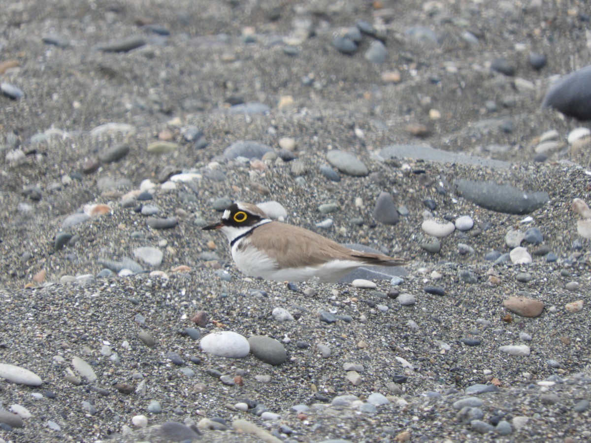 Little Ringed Plover - Mac  McCall