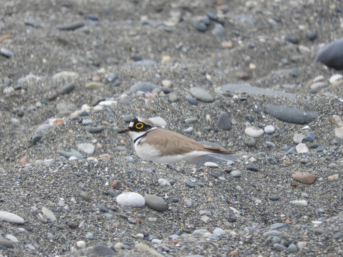 Little Ringed Plover - ML619472701