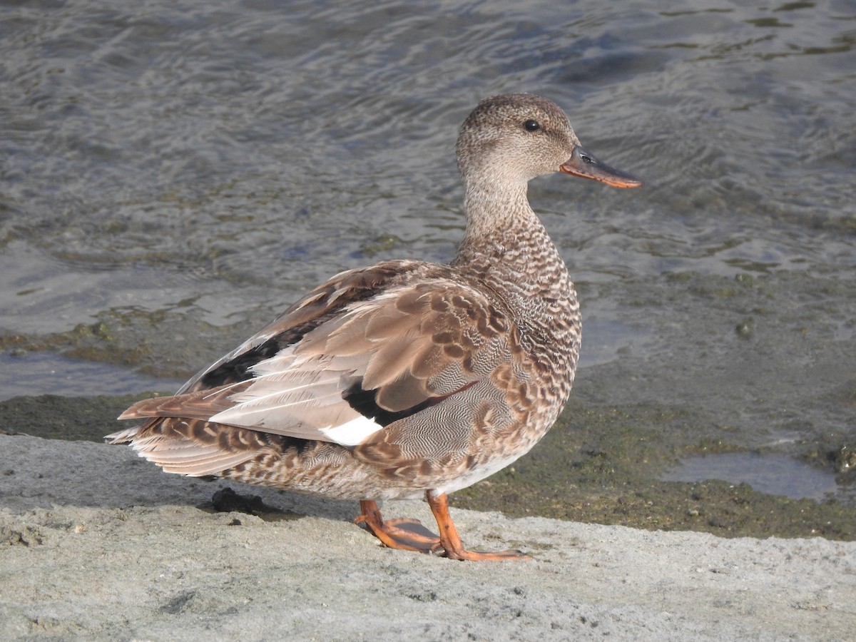 Gadwall - Layton Pace