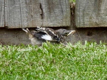 Northern Mockingbird - Kathy Pourciau