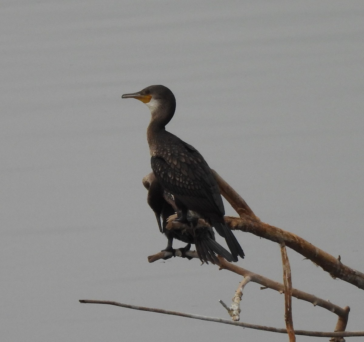 Indian Cormorant - ML619472708