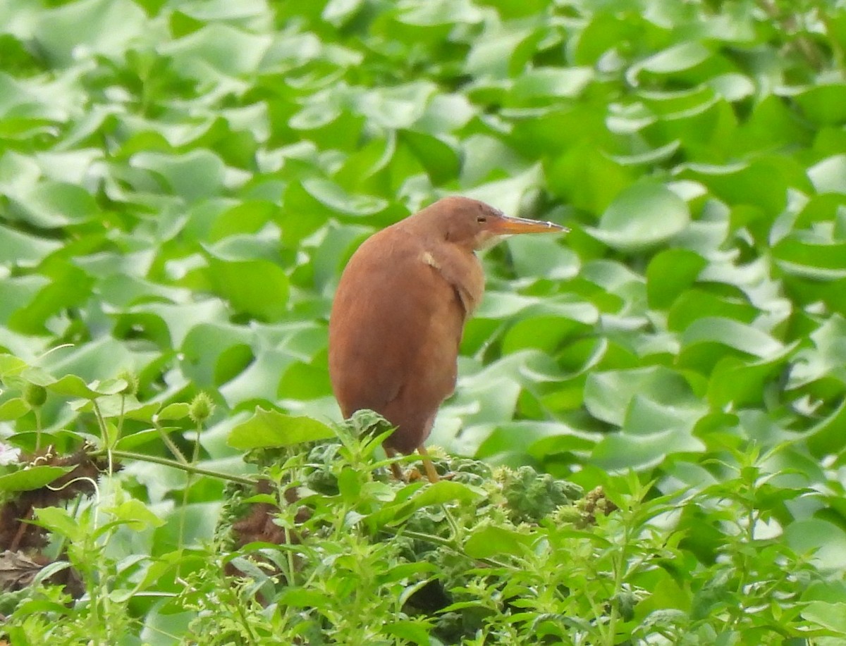 Cinnamon Bittern - ML619472711