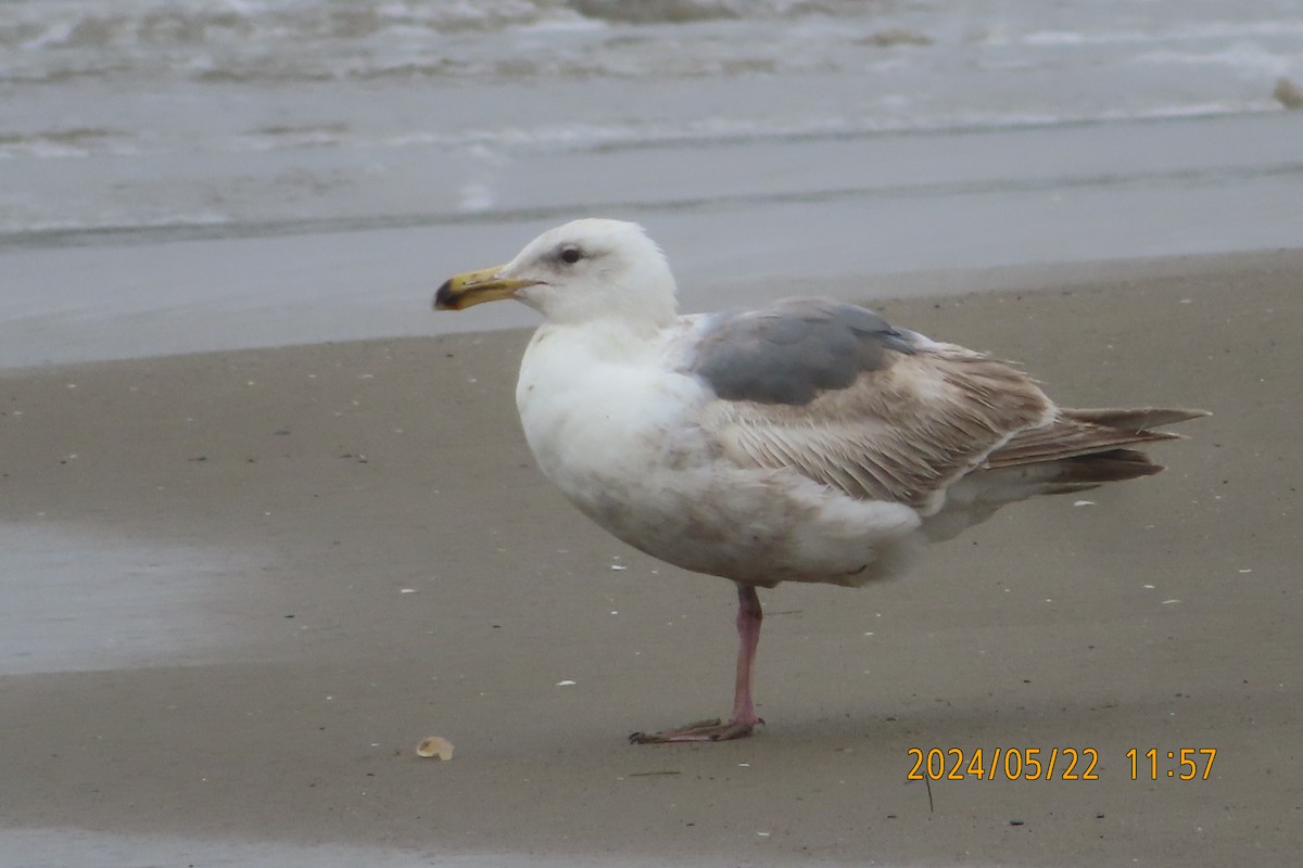 Glaucous-winged Gull - ML619472714