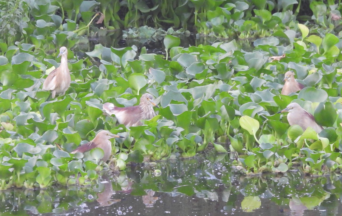 Indian Pond-Heron - Bonda Sek