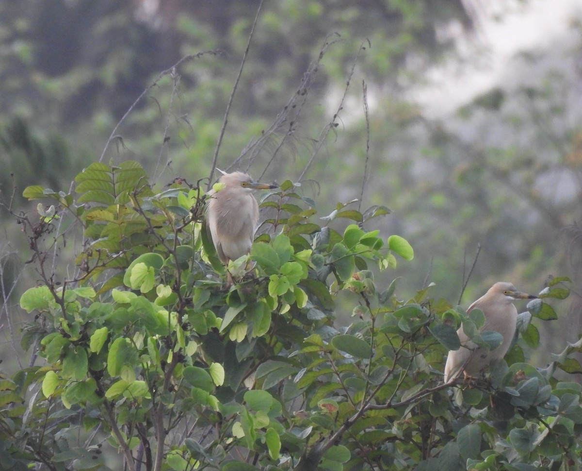 Indian Pond-Heron - Bonda Sek