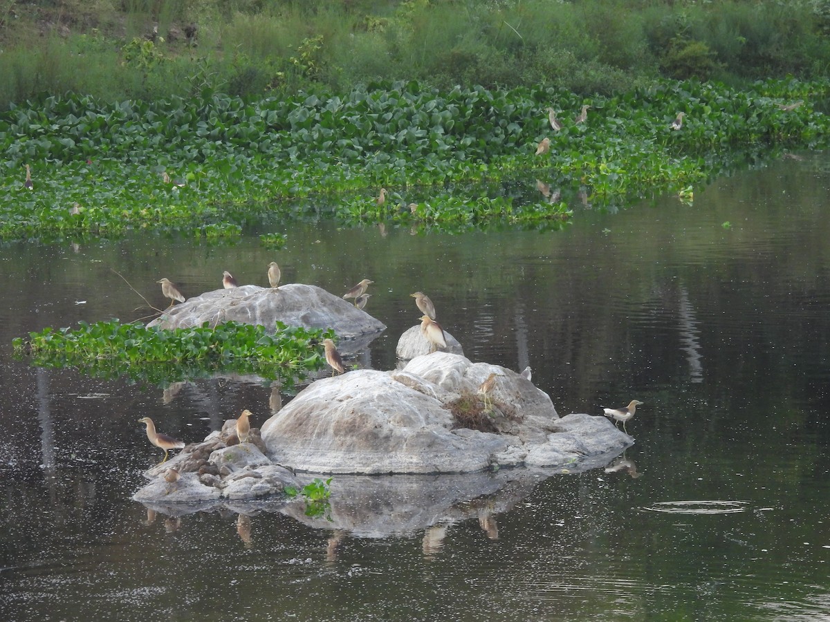 Indian Pond-Heron - Bonda Sek