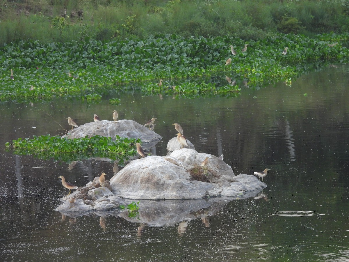 Indian Pond-Heron - ML619472727