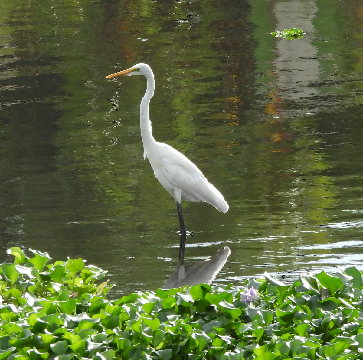 Great Egret - Bonda Sek