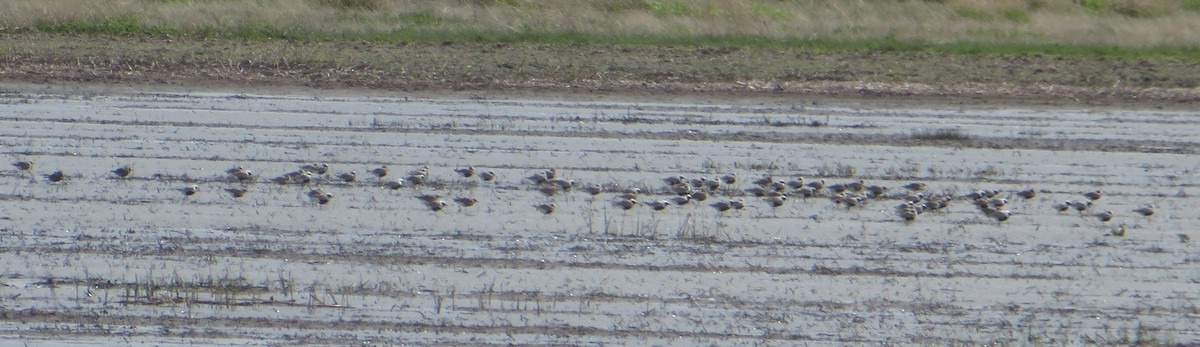 Black-bellied Plover - Ian Fallas