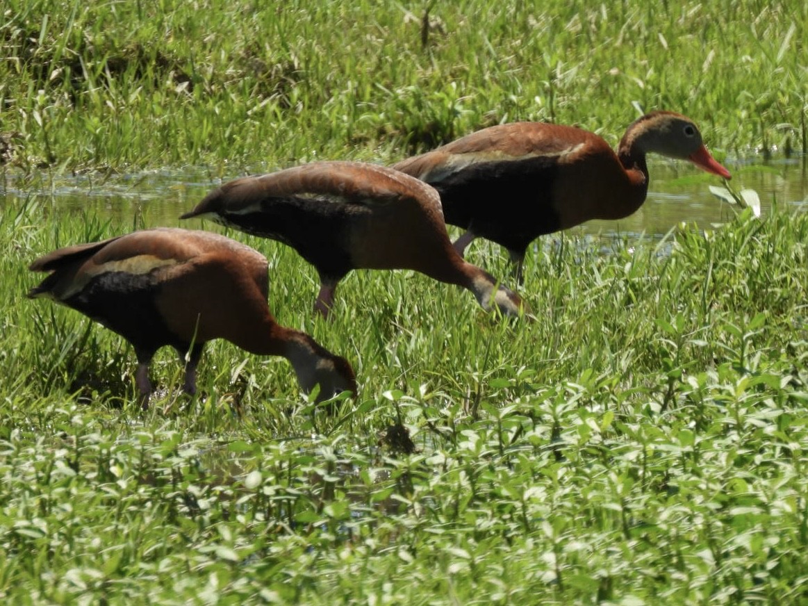 Black-bellied Whistling-Duck - Kathy Pourciau