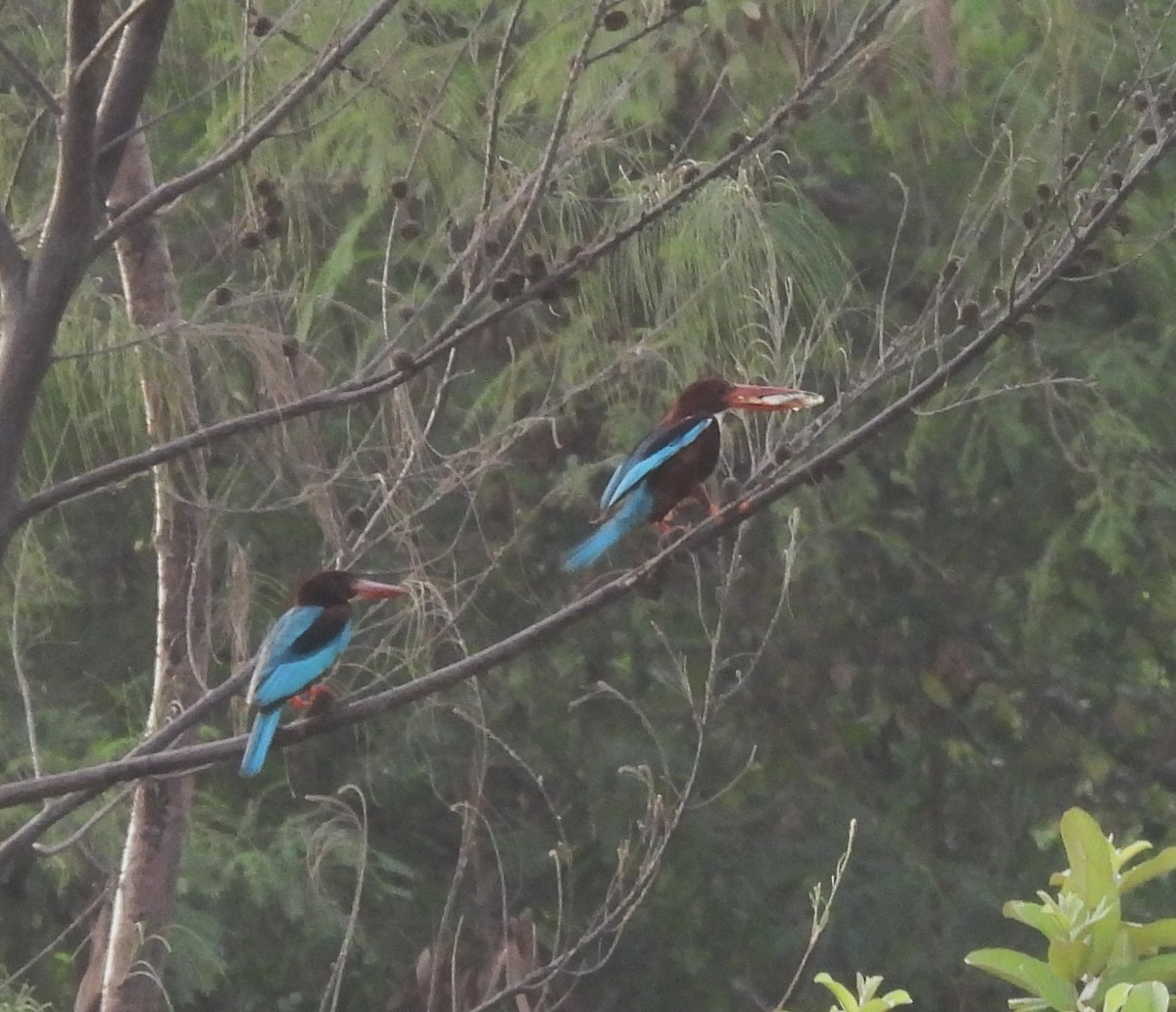 White-throated Kingfisher - ML619472745