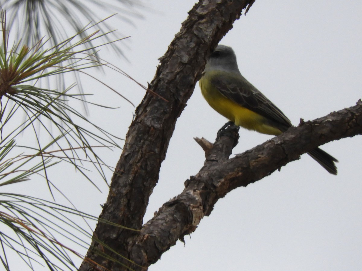 Tropical Kingbird - Maria Corriols