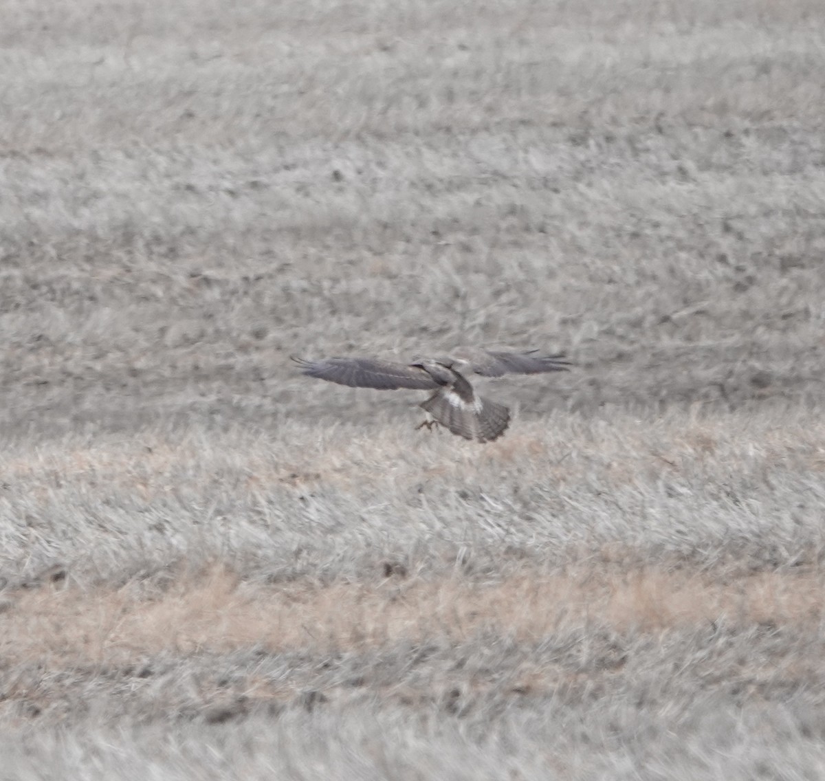 Buteo sp. - dave koehler