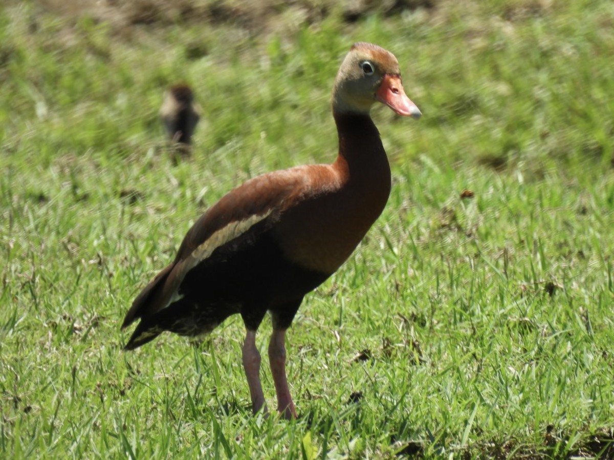Black-bellied Whistling-Duck - Kathy Pourciau