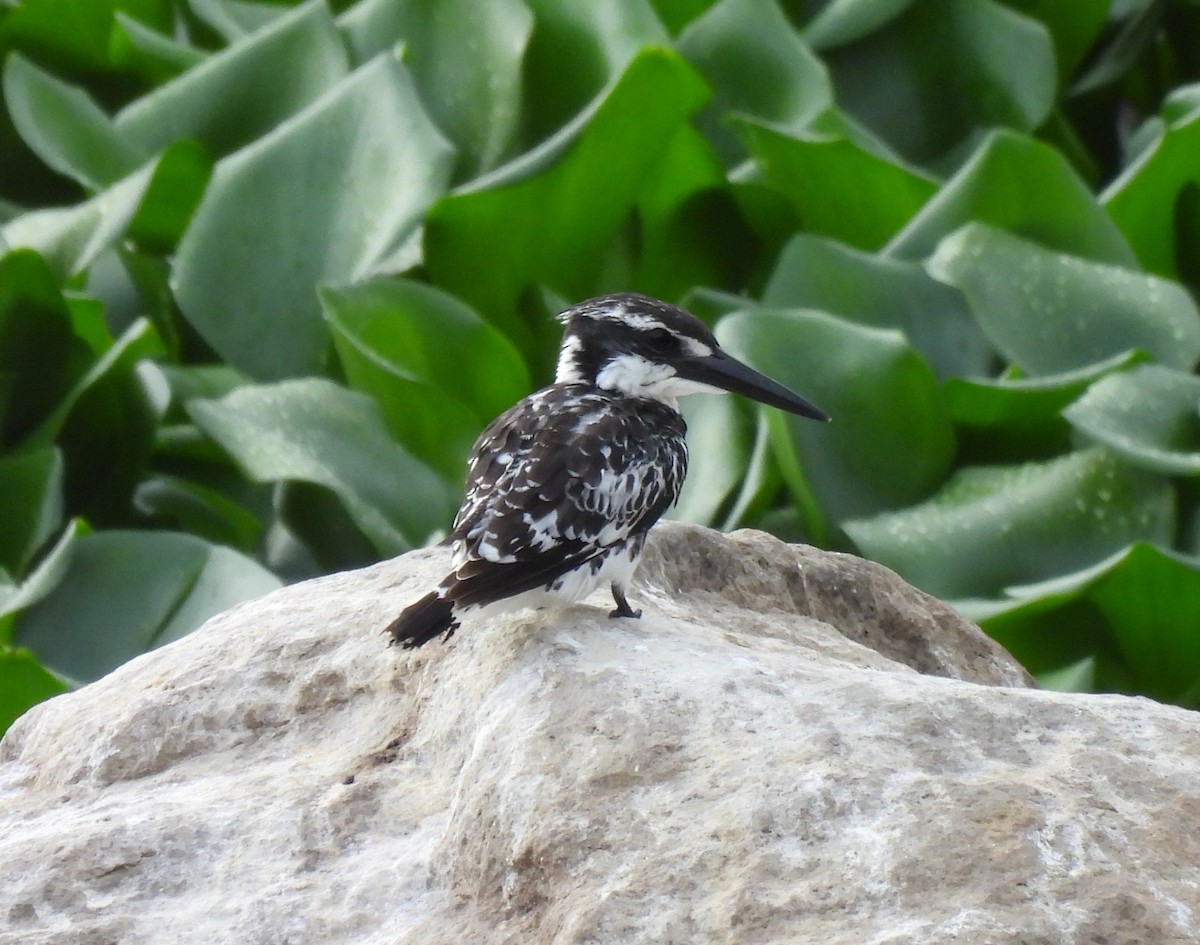 Pied Kingfisher - Bonda Sek