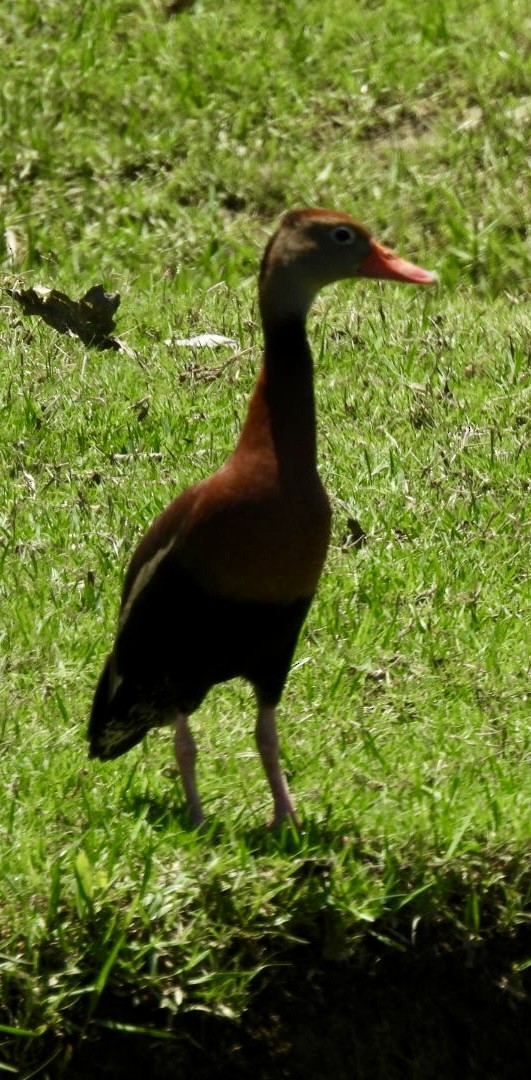 Black-bellied Whistling-Duck - Kathy Pourciau