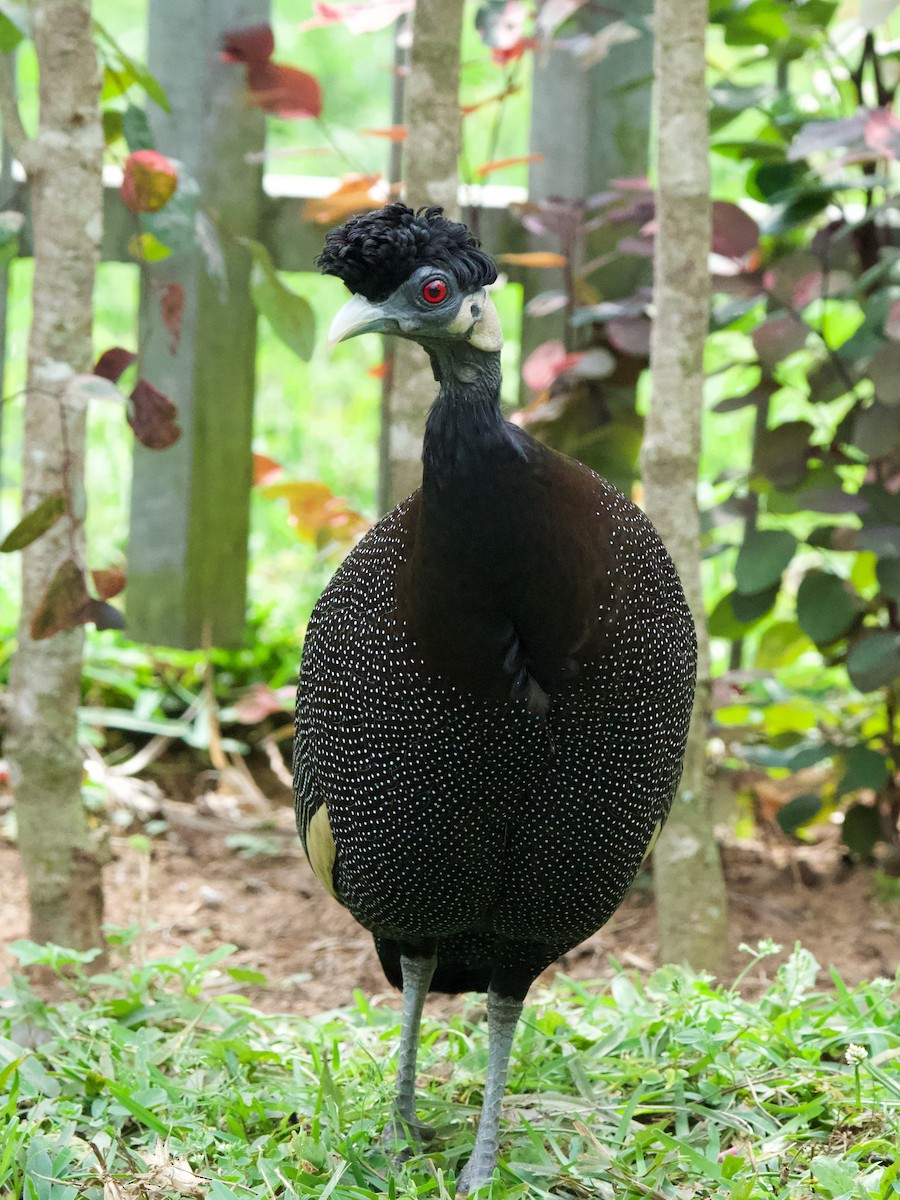 Southern Crested Guineafowl - Nick Leiby