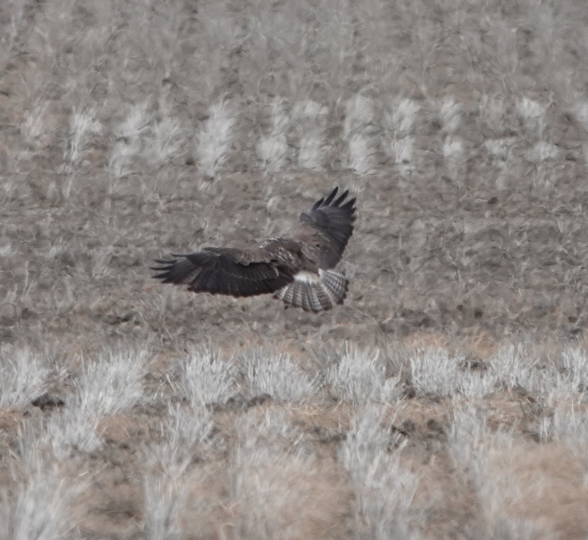 Buteo sp. - dave koehler