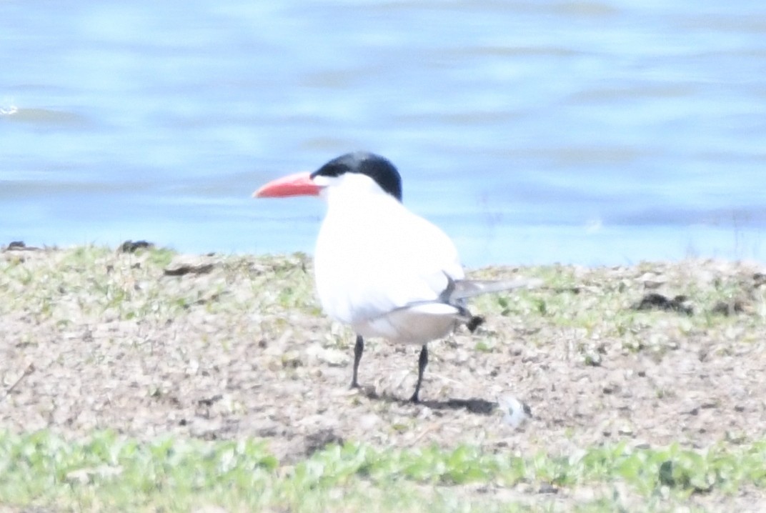 オニアジサシ - ML619472763