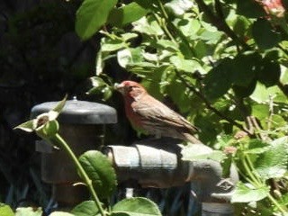 House Finch - Kathy Pourciau