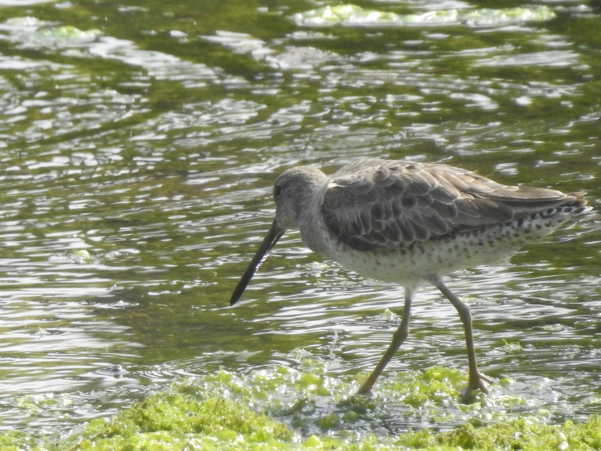 Short-billed/Long-billed Dowitcher - Layton Pace