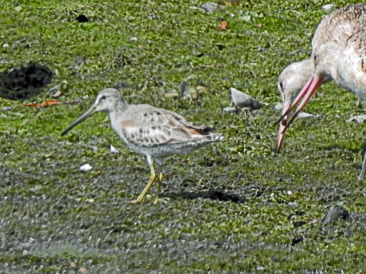 Short-billed/Long-billed Dowitcher - Layton Pace