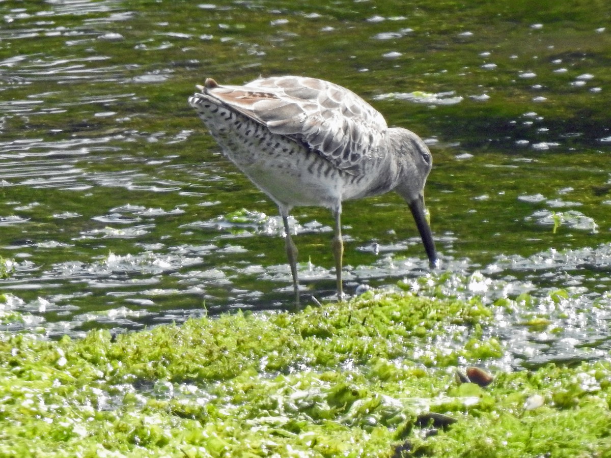 Short-billed/Long-billed Dowitcher - Layton Pace