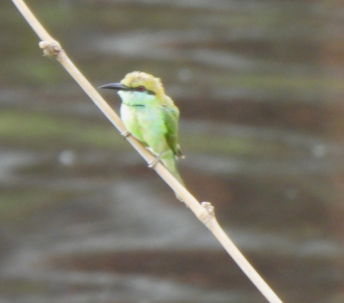 Asian Green Bee-eater - Bonda Sek