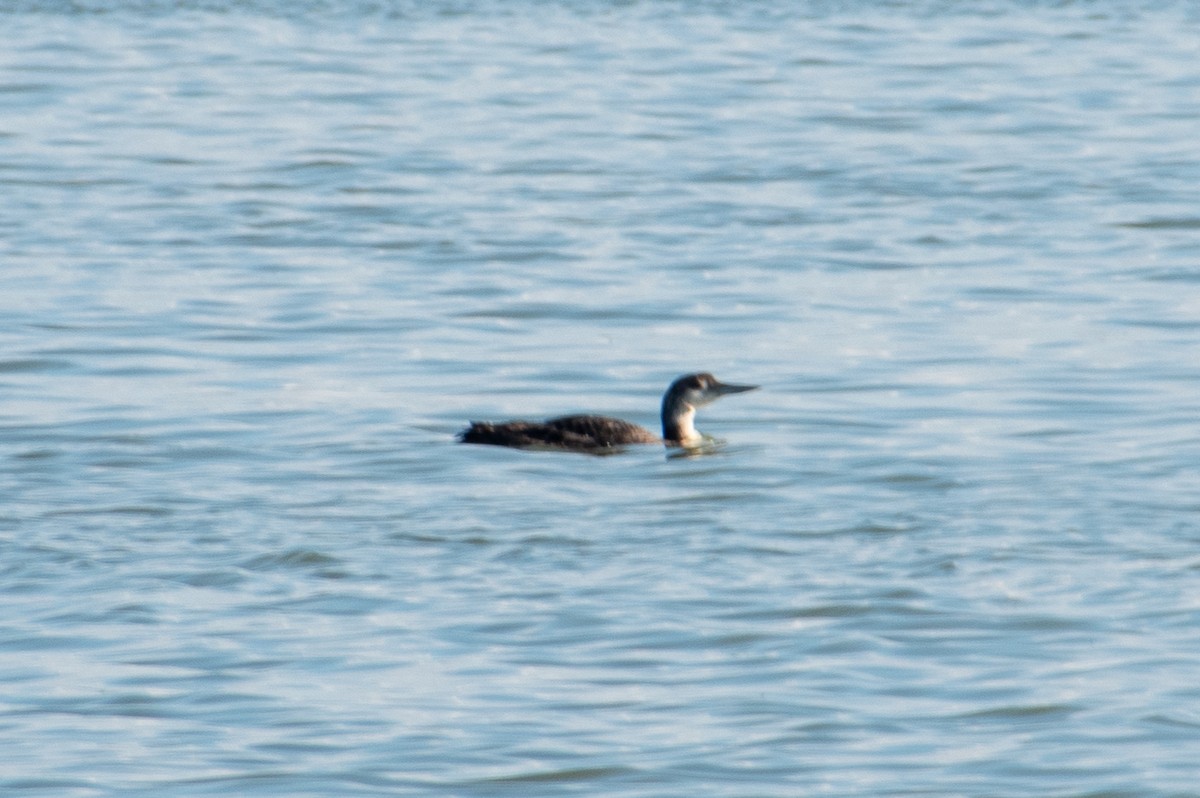 Common Loon - Dawn S