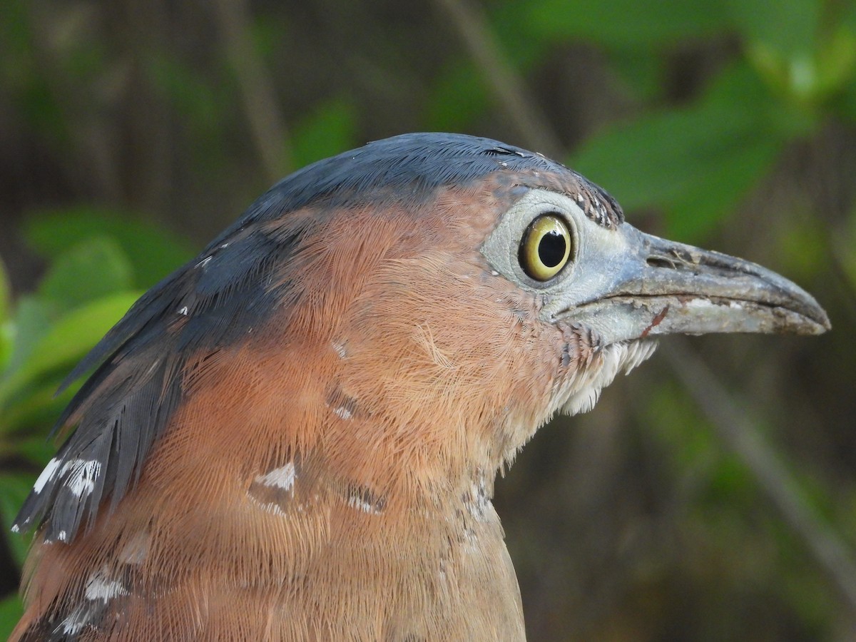 Malayan Night Heron - Ryo Hn