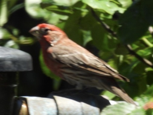 House Finch - Kathy Pourciau