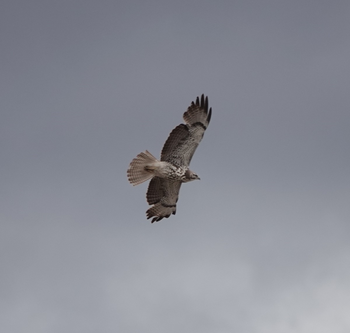 Buteo sp. - dave koehler